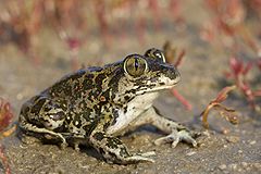 Сирийска чесновница (Pelobates syriacus)